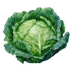 Fototapeta premium cabbage watercolor illustration isolated on white background