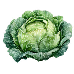 Obraz premium watercolor cabbage isolated on white background