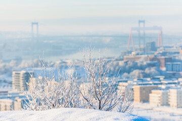 Snow Covered Trees Showcase The