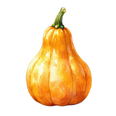 watercolor autumn squash isolated on white background