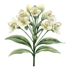 Obraz premium watercolor star of bethlehem flower isolated on black