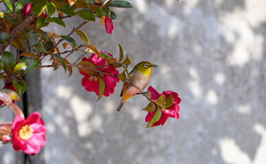 山茶花の枝のメジロくん