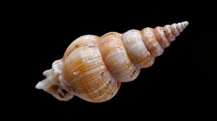 Seashell spiral detail, black background, ocean treasure, nature photography