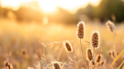 Obraz premium Golden hour sunlight illuminating dried grass and wildflowers creating a serene warm atmosphere in nature : Generative AI