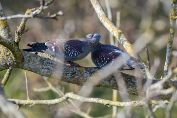 CourtShip Behaviour of Speckled pigeons on a branch. Columba guinea, Bioparc, Doué la Fontaine,...