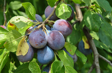 ripening plums on a tree branch in the garden on a sunny day. natural gardening