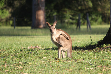 Kangaroo scratching itself