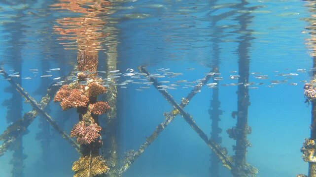 Underwater landscape of coral-covered jetty piles with a school of silver fish. Video footage