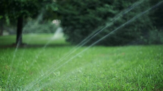 Water sprinklers watering plants in the park