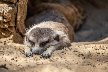 meerkat in focus, with black background. The meerkat wakes up and looks around. Close up photo