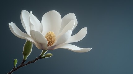 Obraz premium Magnolia blossom close-up photography studio setting nature minimalist background floral beauty concept
