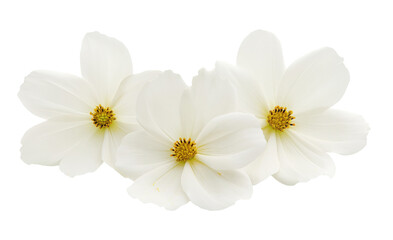 Fototapeta premium Three white cosmos flowers blooming with transparent background