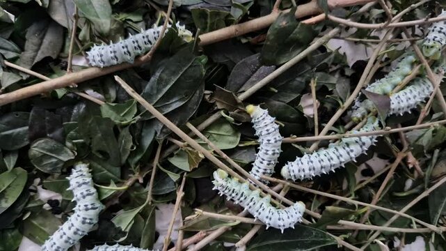 is a saturniid moth, used to produce silk fabric but not as domesticated as the silkworm