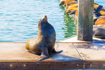 Fototapeta premium California Sea Lion Stretching on a Dock in Oceanside, CA