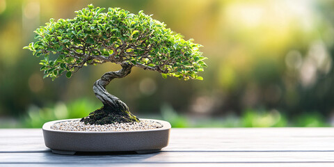 Artistically cultivated bonsai tree. Perfect for indoor gardens, symbolizing harmony and peace with its meticulously shaped foliage and exposed roots.