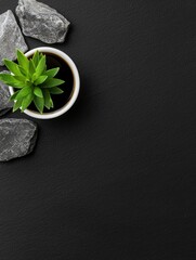 A minimalistic arrangement featuring a green succulent plant in a pot next to gray stones on a black background.