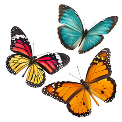 Fototapeta premium set of butterflies isolated on white background png
