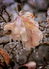 Ice Covered Tulip Tree Blossom