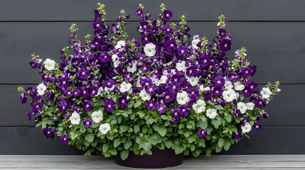 Fototapeta premium Vibrant Purple and White Petunia Container Garden in Summer Sunlight AI Generated