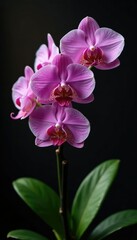 Obraz premium Delicate Phalaenopsis orchid branch exposed on dark wood, darkwood, foliage, plant
