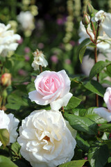 Closeup of a pink Evergreen Rose bud, Somerset, England
