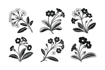 Primrose (Primula spp.) silhouette vector illustration