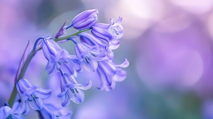 Beautiful Bluebell Flowers Delicate Spring Blossom Purple Floral Nature Photography Soft Light Botanical Image Pretty Wildflowers Vibrant Hues Natural
