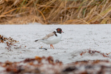 Hooded plover or hooded dotterel Charadrius cucullatus on the beach east coast Tasmania