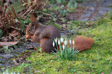 Rotes Eichhörnchen und Schneeglöckchen, Frühling im Garten