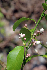 Closeup of lemon blossom buds, Somerset, England

