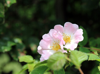Obraz premium Closeup of two Dog Rose blooms, Somerset, England 