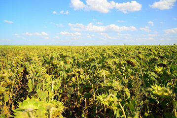 Growing sunflowers in fields in Russia