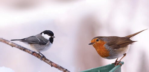 Black-headed Tit and Robin against a blurred snowy background