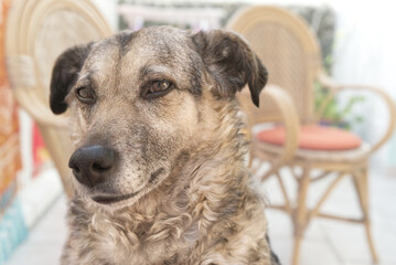 Mixed breed dog giving dirty look