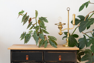 Begonia maculata on a black wooden cupboard next to a vintage golden lamp.