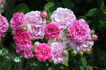 Cluster of pink French Rose blooms, Somerset, England

