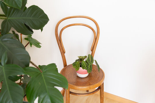Maranta leuconeura in a white and red plant pot put on a vintage old chair in Viennese design (classic bent wood). In the foreground there are leaves of a Philodendron squamiferum.