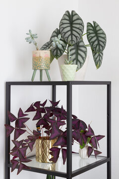 Black glass shelf with plants: Alocasia Silver Dragon, small succulents and an oxalis triangularis in a golden plant pot.