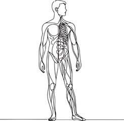 Anatomical Line Drawing of a Standing Man