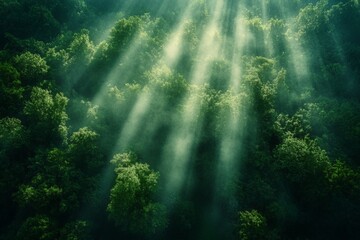 Obraz premium Light beams filter through thick trees in a serene forest during early morning hours