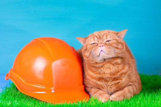 The funny ginger British shorthair cat sleeping with an orange helmet on the artificial green grass against a blue background. Industry and Labor Day