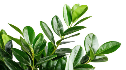 green leaves on white background