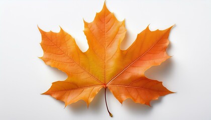 Obraz premium Autumnal Blaze: The vibrant hues of a single maple leaf capture the essence of autumn, offering a close-up view of its intricate details, perfectly showcasing nature's beauty. 