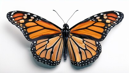 Fototapeta premium Monarch Butterfly: Vibrant monarch butterfly showcases its intricate wing patterns against a simple backdrop, offering a stunning display of nature's artistry.