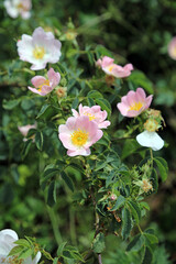 Sunlit Dog Rose blooms, Somerset, England
