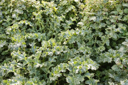 A hedge full of ivy, nettles and medicinal plants
