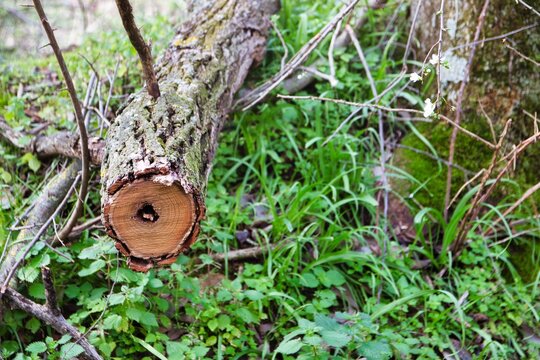 Small cut tree trunk, visible circles of life