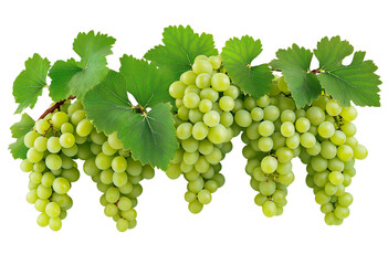 Obraz premium Grapes on a transparent background PNG 