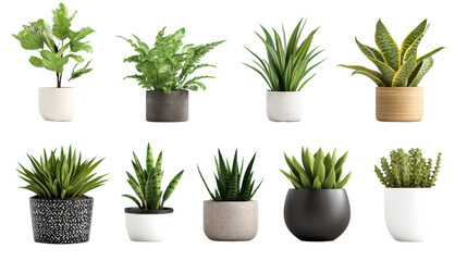 Obraz premium set of green plants