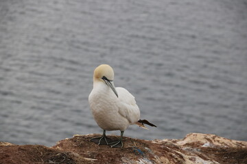 Basstölpel steht auf den roten Klippen über dem Meer auf der Insel Helgoland in der Nordsee